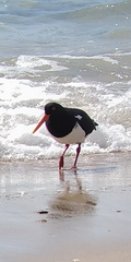 Haematopus longirostris