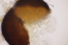 Erysiphe palczewskii
