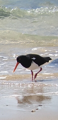 Haematopus longirostris
