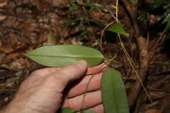 Parsonsia rotata