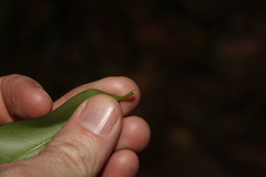 Parsonsia rotata