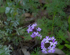 Glandularia aristigera