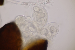 Erysiphe palczewskii