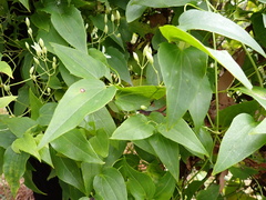 Clematis glycinoides
