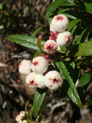 Gaultheria hispida