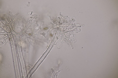 Erysiphe palczewskii