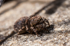 Aelurillus cristatopalpus