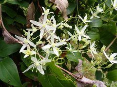 Clematis glycinoides