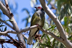 Sphecotheres vieilloti