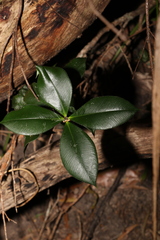 Alyxia magnifolia