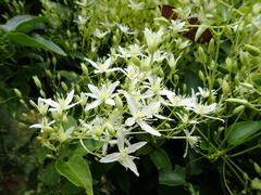 Clematis glycinoides