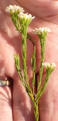 Lachnaea diosmoides