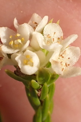 Lachnaea diosmoides