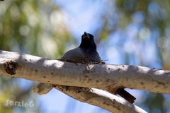 Coracina novaehollandiae