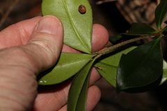 Alyxia magnifolia