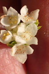 Lachnaea diosmoides