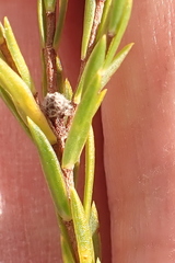 Lachnaea diosmoides