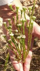 Lachnaea diosmoides