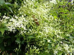 Clematis glycinoides