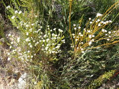 Lachnaea diosmoides