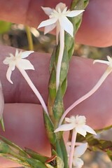 Struthiola myrsinites