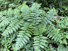 Diplazium laxifrons
