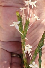 Struthiola myrsinites