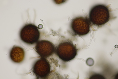 Erysiphe trifoliorum