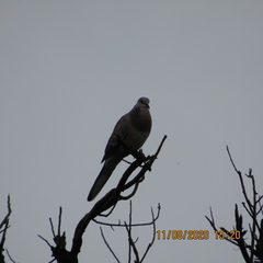 Streptopelia chinensis