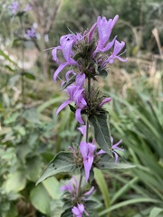 Dicliptera magaliesbergensis