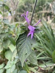 Dicliptera magaliesbergensis