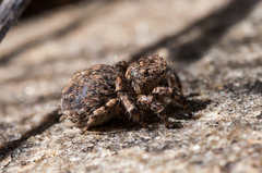 Aelurillus cristatopalpus