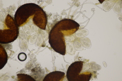 Erysiphe trifoliorum