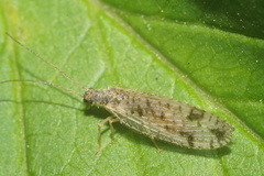 Micromus variegatus