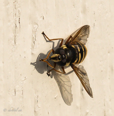 Sericomyia silentis