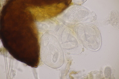 Erysiphe trifoliorum