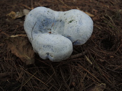 Hypomyces lateritius