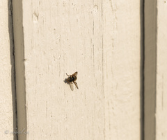 Sericomyia silentis