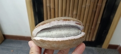 Akebia