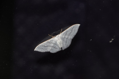 Argodrepana verticata