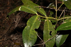 Wilkiea macrophylla
