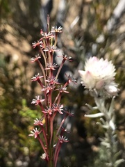 Struthiola macowanii
