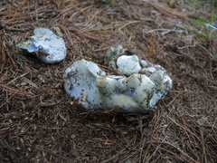 Hypomyces lateritius