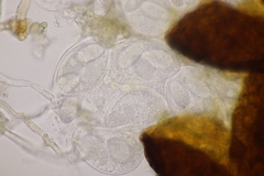 Erysiphe trifoliorum