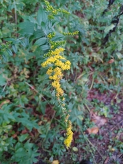 Solidago