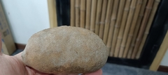 Akebia