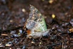 Charaxes candiope