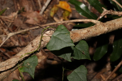Echinostephia aculeata
