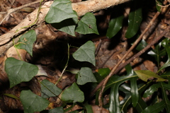 Echinostephia aculeata