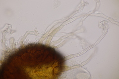 Erysiphe trifoliorum